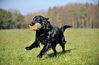 retrieving Flat Coated Retriever