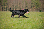 retrieving Flat Coated Retriever