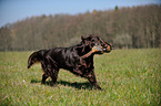 retrieving Flat Coated Retriever