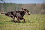 retrieving Flat Coated Retriever