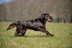 retrieving Flat Coated Retriever