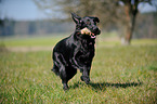 retrieving Flat Coated Retriever