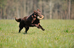 retrieving Flat Coated Retriever