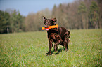 playing Flat Coated Retriever