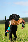 Flat Coated Retriever Puppy