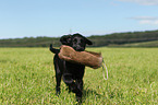 Flat Coated Retriever Puppy