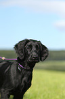 Flat Coated Retriever Puppy