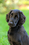 Flat Coated Retriever Puppy