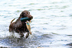 Flat Coated Retriever in the water