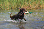 Flat Coated Retriever in the water