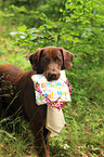 Flat Coated Retriever with present