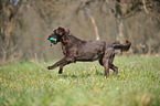 retrieving Flat Coated Retriever