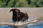running Flat Coated Retriever