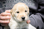 blonde Flat Coated Retriever Puppy