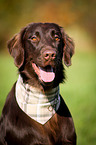 Flat Coated Retriever Portrait