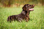 lying Flat Coated Retriever