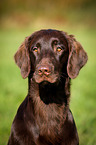 Flat Coated Retriever Portrait
