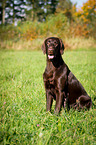 sitting Flat Coated Retriever