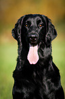 Flat Coated Retriever Portrait
