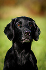Flat Coated Retriever Portrait