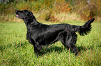 standing Flat Coated Retriever