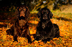 lying Flat Coated Retriever