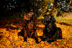 lying Flat Coated Retriever