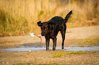 standing Flat Coated Retriever