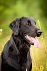 Flat Coated Retriever Portrait