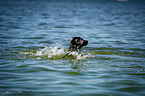 swimming Flat Coated Retriever
