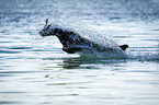 running Flat Coated Retriever