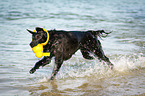 running Flat Coated Retriever