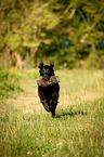 running Flat Coated Retriever