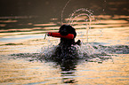 Flat Coated Retriever retrieves plastic dummy