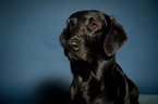Flat Coated Retriever Portrait