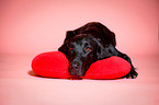 lying Flat Coated Retriever