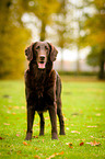 standing Flat Coated Retriever