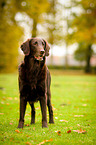 standing Flat Coated Retriever