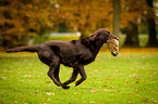 Flat Coated Retriever retrieves hare