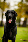 Flat Coated Retriever Portrait