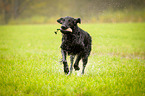 playing Flat Coated Retriever