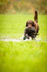 Flat Coated Retriever on duck hunting