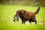 Flat Coated Retriever on duck hunting