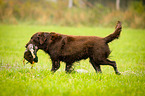 Flat Coated Retriever on duck hunting