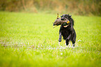 Flat Coated Retriever on duck hunting