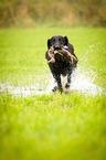 Flat Coated Retriever on duck hunting