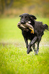 Flat Coated Retriever on duck hunting