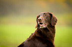 Flat Coated Retriever Portrait