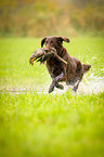 Flat Coated Retriever on duck hunting