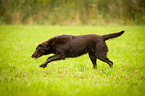 running Flat Coated Retriever